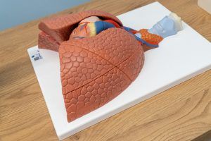 Otwarcie Pracowni Anatomii im. Rektor Bożeny Zboiny